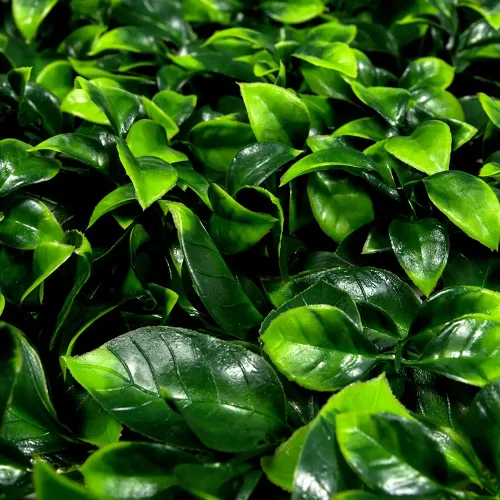 Pratum jardin 50x50 linea premium miami 00003.webp